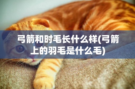 弓箭和時毛長什么樣(弓箭上的羽毛是什么毛)