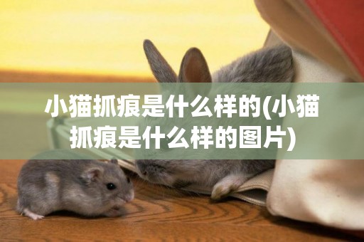 小貓抓痕是什么樣的(小貓抓痕是什么樣的圖片)