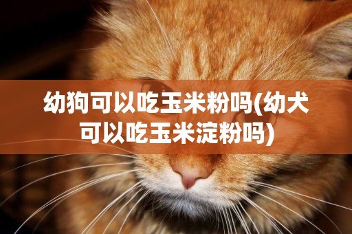 幼狗可以吃玉米粉嗎(幼犬可以吃玉米淀粉嗎)