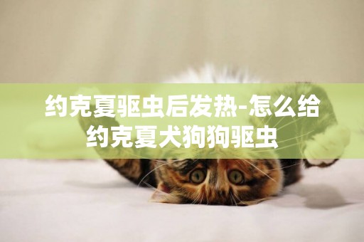 約克夏驅蟲后發熱-怎么給約克夏犬狗狗驅蟲