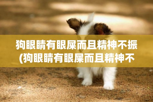 狗眼睛有眼屎而且精神不振(狗眼睛有眼屎而且精神不振什么原因)