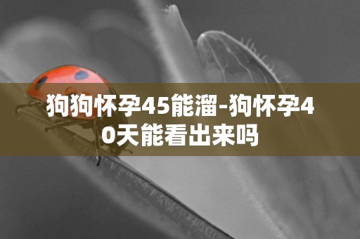 狗狗懷孕45能溜-狗懷孕40天能看出來嗎
