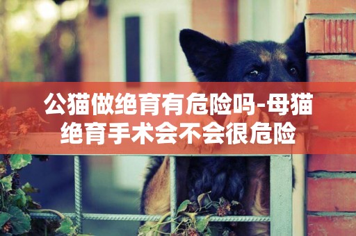 公貓做絕育有危險嗎-母貓絕育手術會不會很危險