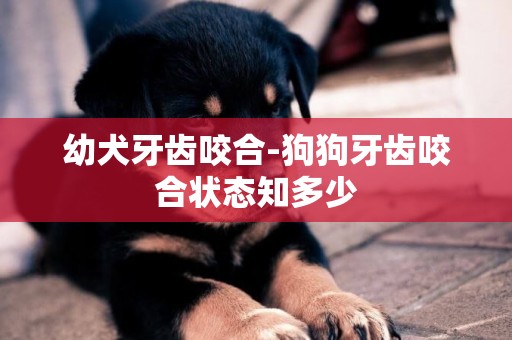 幼犬牙齒咬合-狗狗牙齒咬合狀態知多少