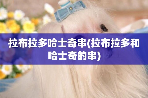 拉布拉多哈士奇串(拉布拉多和哈士奇的串)