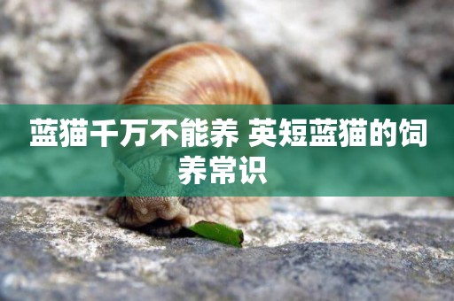 藍貓千萬不能養 英短藍貓的飼養常識 