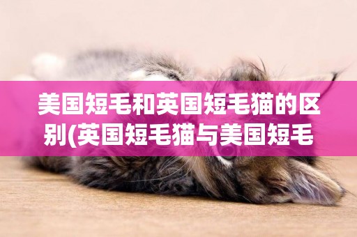 美國短毛和英國短毛貓的區別(英國短毛貓與美國短毛貓的區別)