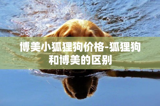 博美小狐貍狗價格-狐貍狗和博美的區別