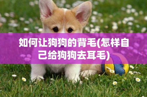 如何讓狗狗的背毛(怎樣自己給狗狗去耳毛)