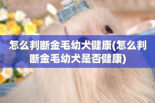 怎么判斷金毛幼犬健康(怎么判斷金毛幼犬是否健康)