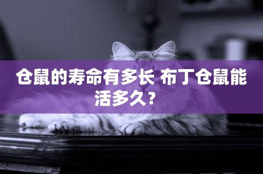 倉鼠的壽命有多長 布丁倉鼠能活多久？ 