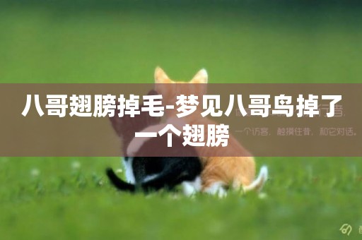 八哥翅膀掉毛-夢見八哥鳥掉了一個翅膀