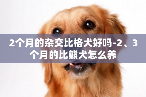 2個月的雜交比格犬好嗎-2、3個月的比熊犬怎么養