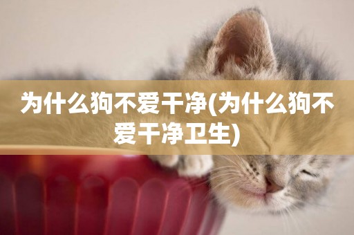 為什么狗不愛干凈(為什么狗不愛干凈衛生)