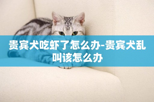 貴賓犬吃蝦了怎么辦-貴賓犬亂叫該怎么辦