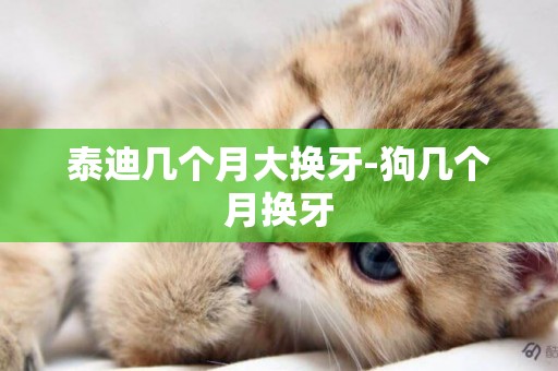泰迪幾個月大換牙-狗幾個月換牙