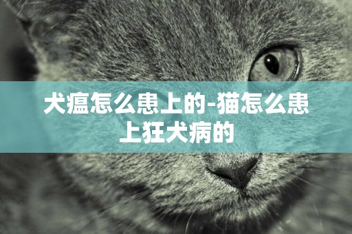 犬瘟怎么患上的-貓怎么患上狂犬病的