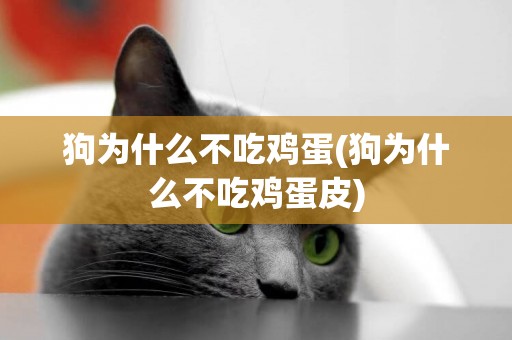 狗為什么不吃雞蛋(狗為什么不吃雞蛋皮)