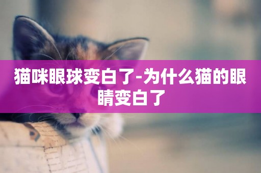 貓咪眼球變白了-為什么貓的眼睛變白了