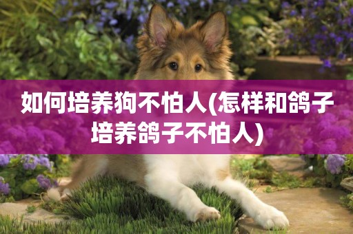 如何培養狗不怕人(怎樣和鴿子培養鴿子不怕人)