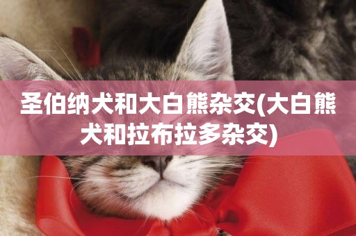 圣伯納犬和大白熊雜交(大白熊犬和拉布拉多雜交)