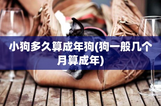 小狗多久算成年狗(狗一般幾個月算成年)