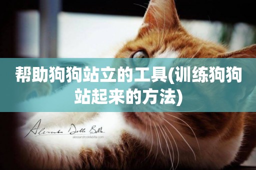 幫助狗狗站立的工具(訓練狗狗站起來的方法)