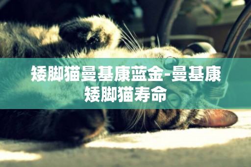 矮腳貓曼基康藍金-曼基康矮腳貓壽命