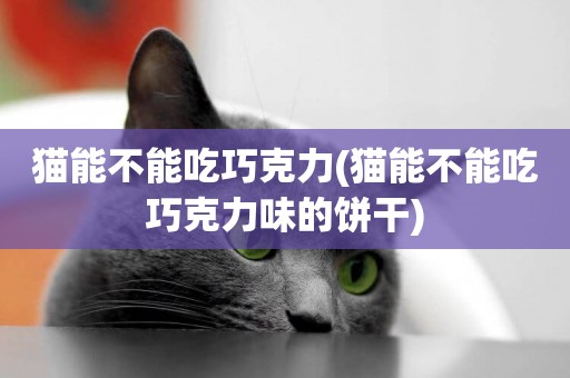 貓能不能吃巧克力(貓能不能吃巧克力味的餅干)