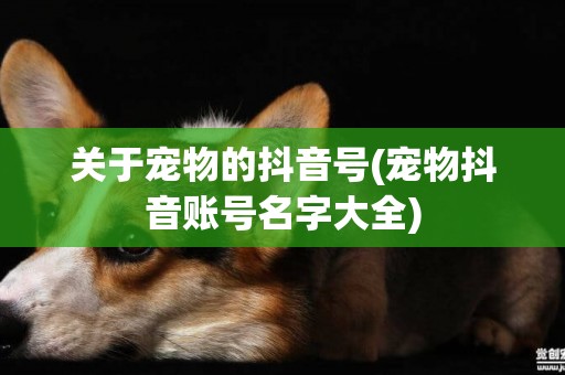 關于寵物的抖音號(寵物抖音賬號名字大全)
