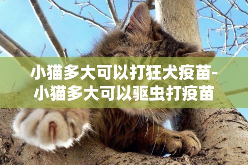 小貓多大可以打狂犬疫苗-小貓多大可以驅蟲打疫苗