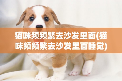 貓咪頻頻繁去沙發里面(貓咪頻頻繁去沙發里面睡覺)
