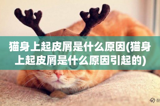 貓身上起皮屑是什么原因(貓身上起皮屑是什么原因引起的)
