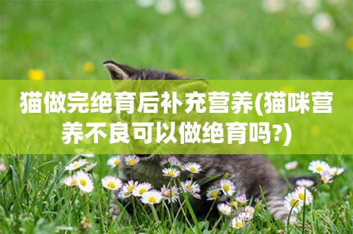 貓做完絕育后補充營養(貓咪營養不良可以做絕育嗎?)