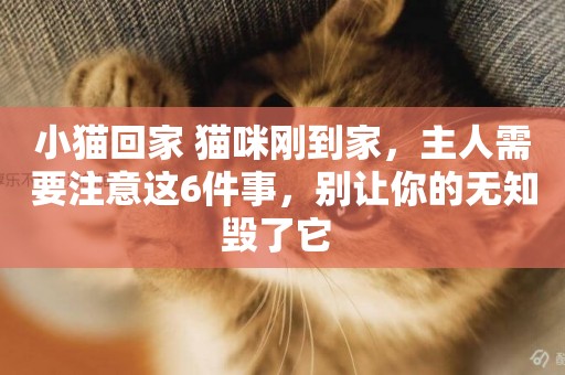 小貓回家 貓咪剛到家，主人需要注意這6件事，別讓你的無知毀了它 