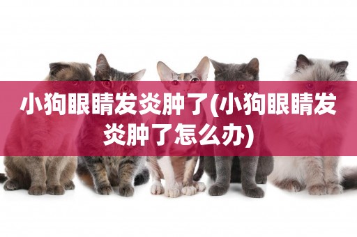 小狗眼睛發炎腫了(小狗眼睛發炎腫了怎么辦)