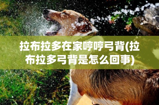 拉布拉多在家哼哼弓背(拉布拉多弓背是怎么回事)