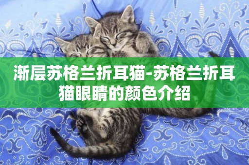 漸層蘇格蘭折耳貓-蘇格蘭折耳貓眼睛的顏色介紹