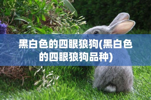 黑白色的四眼狼狗(黑白色的四眼狼狗品種)