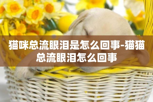 貓咪總流眼淚是怎么回事-貓貓總流眼淚怎么回事