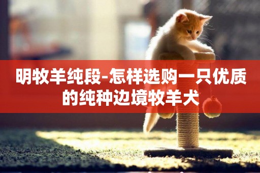 明牧羊純段-怎樣選購一只優質的純種邊境牧羊犬