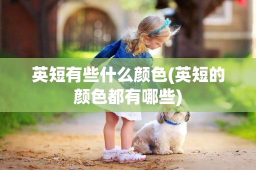 英短有些什么顏色(英短的顏色都有哪些)