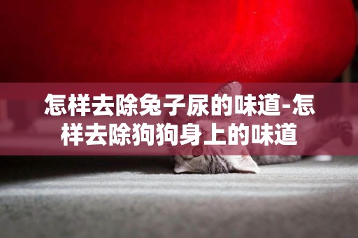 怎樣去除兔子尿的味道-怎樣去除狗狗身上的味道