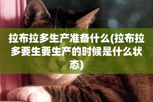 拉布拉多生產準備什么(拉布拉多要生要生產的時候是什么狀態)