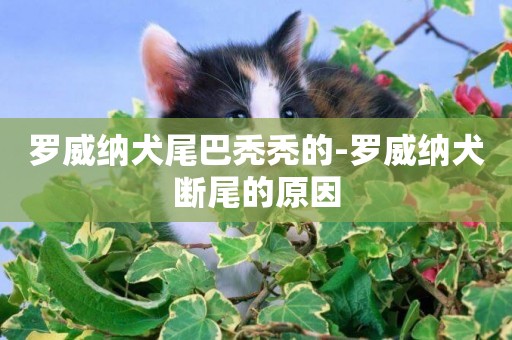 羅威納犬尾巴禿禿的-羅威納犬斷尾的原因