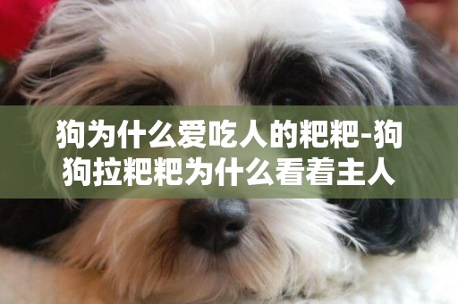 狗為什么愛吃人的粑粑-狗狗拉粑粑為什么看著主人