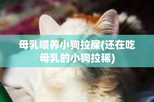 母乳喂養小狗拉屎(還在吃母乳的小狗拉稀)