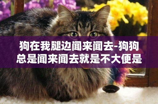 狗在我腿邊聞來聞去-狗狗總是聞來聞去就是不大便是怎么回事
