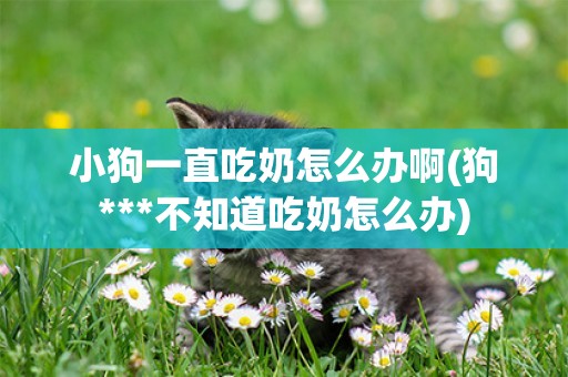 小狗一直吃奶怎么辦啊(狗***不知道吃奶怎么辦)