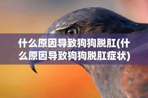 什么原因導致狗狗脫肛(什么原因導致狗狗脫肛癥狀)